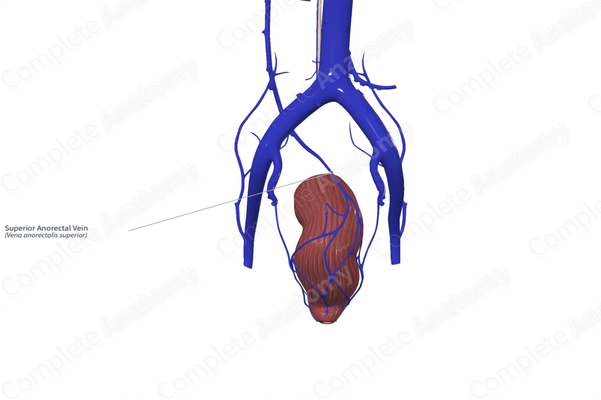 Superior Anorectal Vein