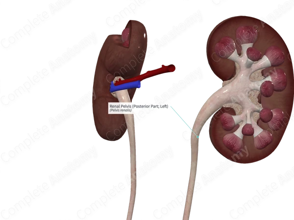 Renal Pelvis (Posterior Part; Left)