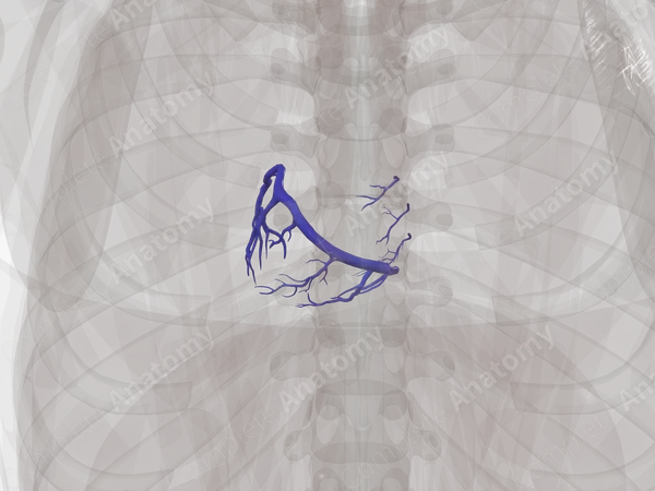 Cardiac Veins