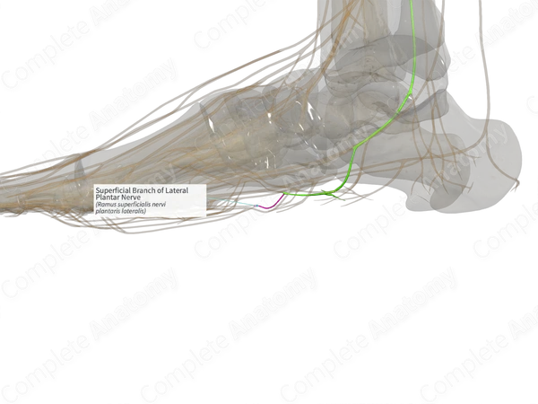 Superficial Branch of Lateral Plantar Nerve (Left)