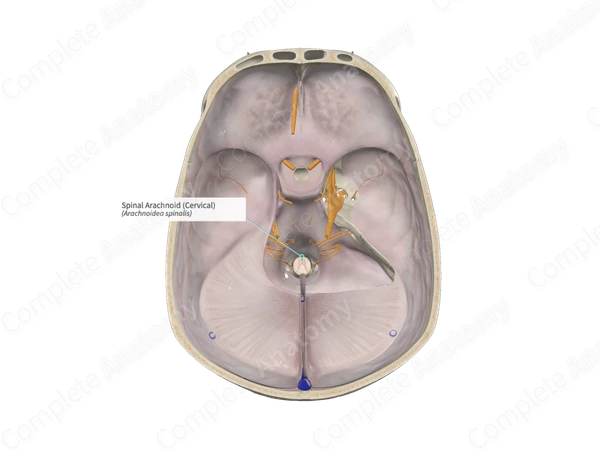 Spinal Arachnoid (Cervical)