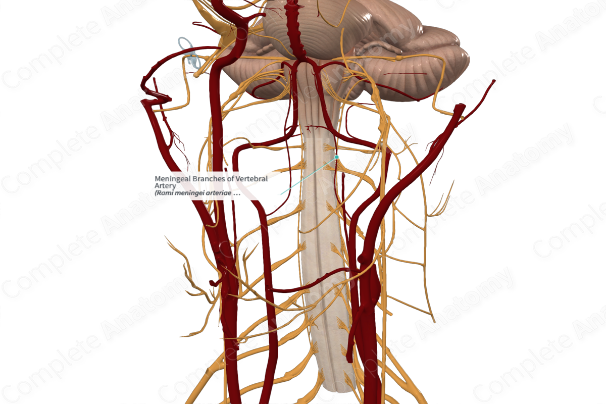 Meningeal Branches of Vertebral Artery 
