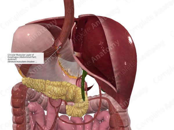 Circular Muscular Layer of Esophagus (Abdominal Part; Anterior)