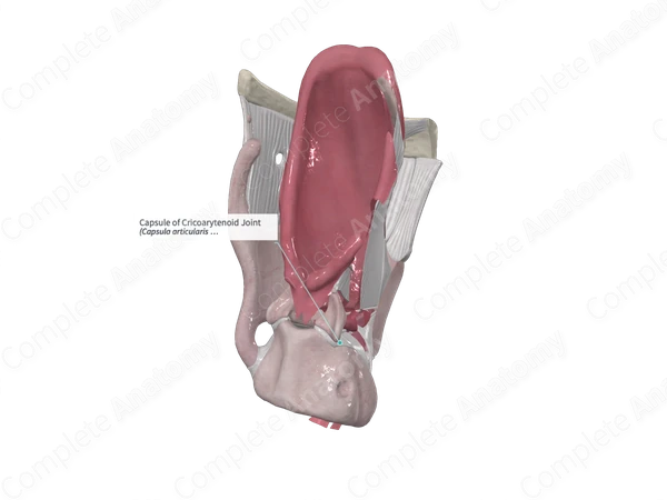 Capsule of Cricoarytenoid Joint 