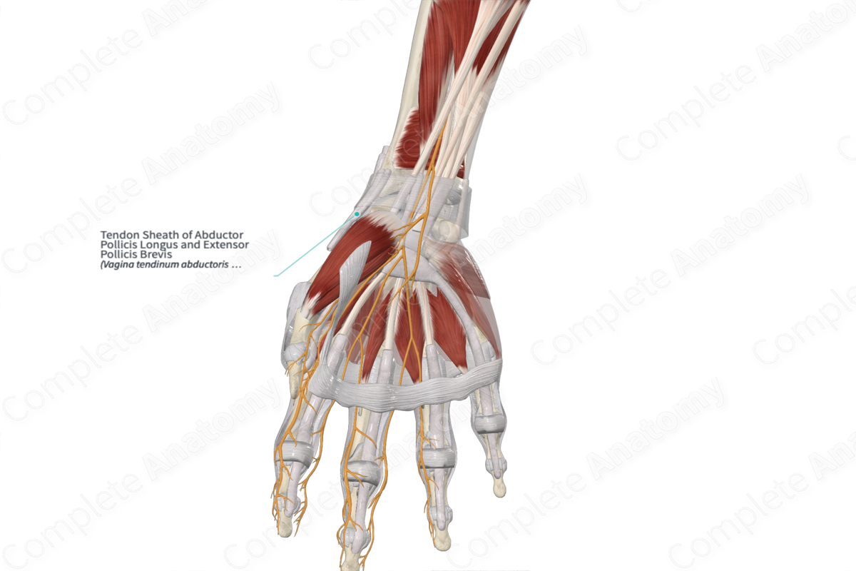 Tendon Sheath of Abductor Pollicis Longus and Extensor Pollicis Brevis 