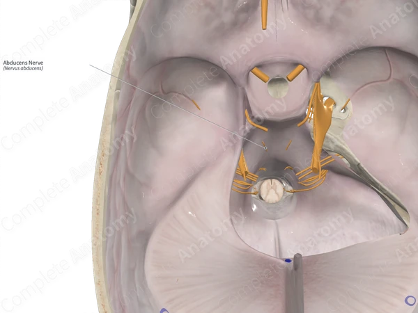 Abducens Nerve 