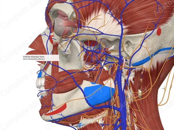 Inferior Alveolar Vein
