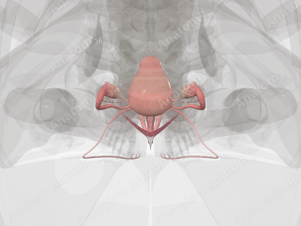 Female Genital System