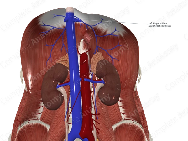 Left Hepatic Vein