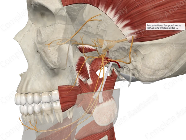 Posterior Deep Temporal Nerve