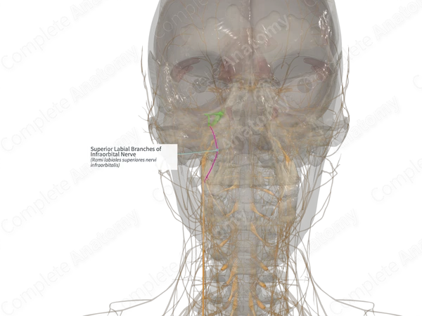Superior Labial Branches of Infraorbital Nerve (Right)