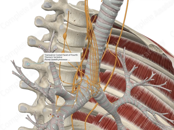 Transverse Costal Facet of Fourth Thoracic Vertebra 
