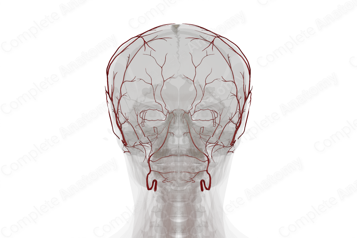 Arteries of Face & Scalp