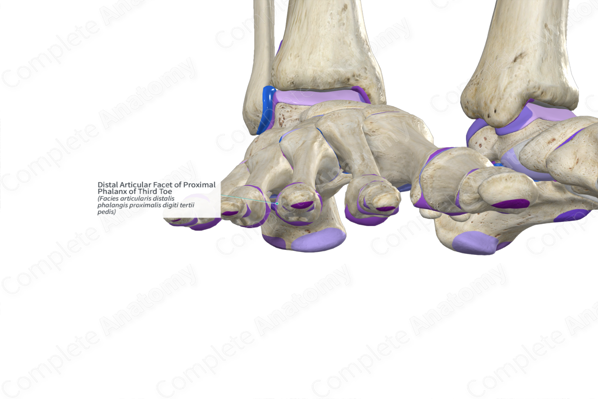 Distal Articular Facet of Proximal Phalanx of Third Toe