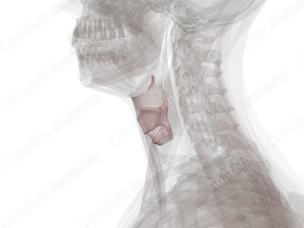 Larynx