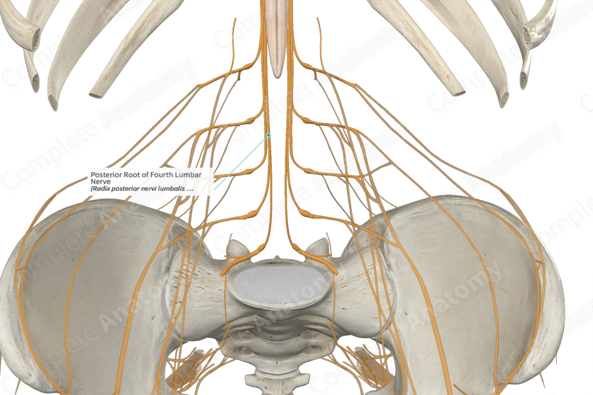 Posterior Root of Fourth Lumbar Nerve 