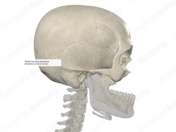 Third Cervical Vertebra