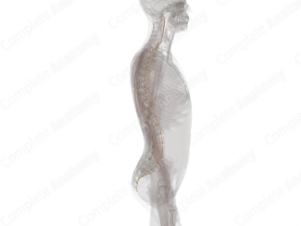 Sympathetic Trunk