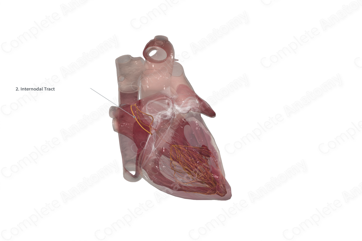 Anterior Internodal Tract