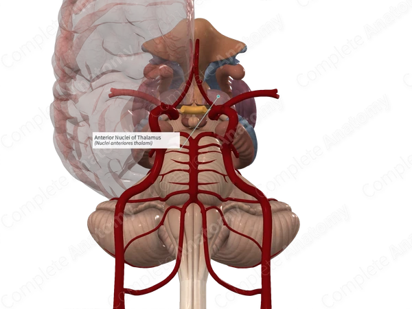 Anterior Nuclei of Thalamus 
