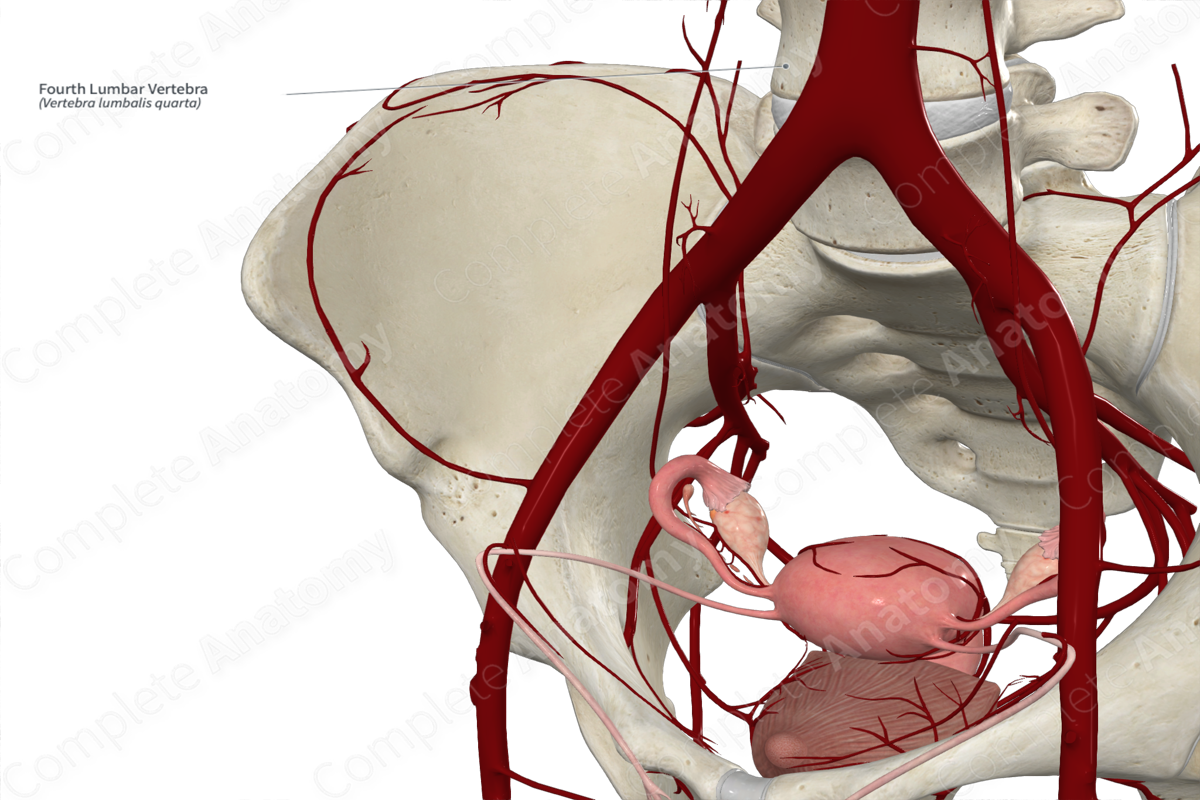 Fourth Lumbar Vertebra