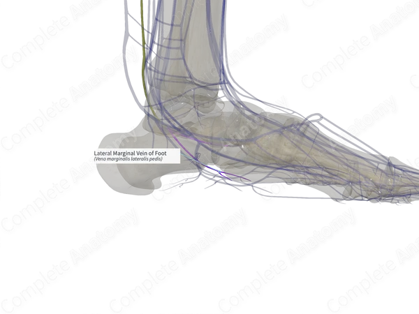 Lateral Marginal Vein of Foot (Right)