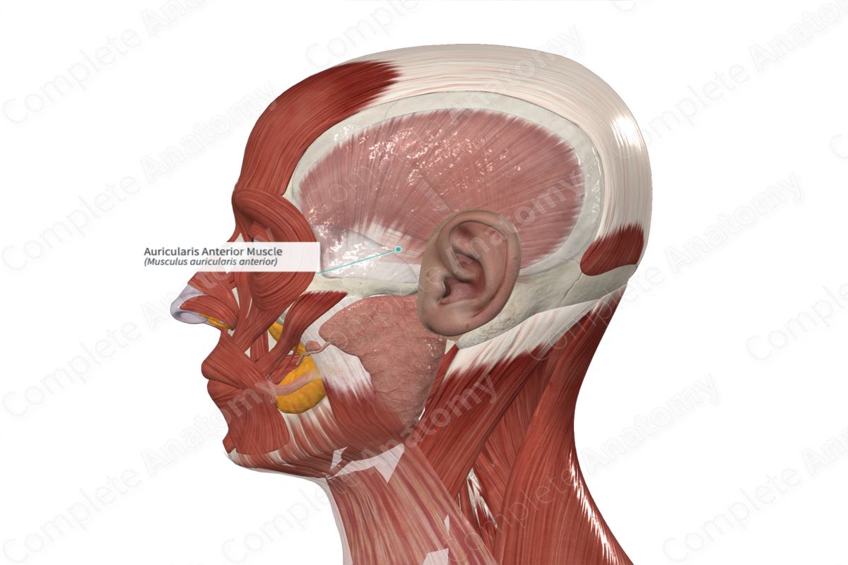 Auricularis Anterior Muscle 