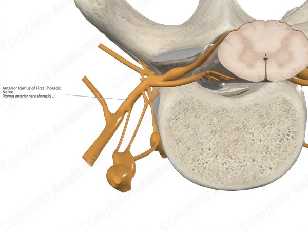 Anterior Ramus of First Thoracic Nerve 