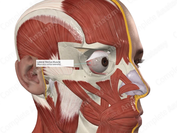 Lateral Rectus Muscle