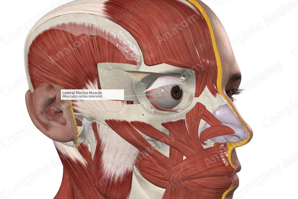 Lateral Rectus Muscle 