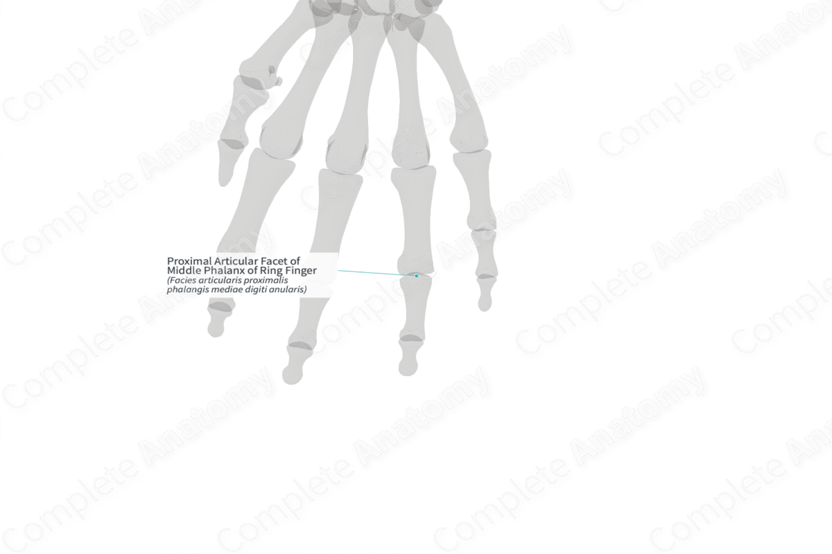Proximal Articular Facet of Middle Phalanx of Ring Finger