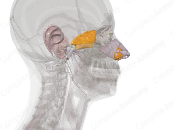 Connective Tissue of Head & Neck