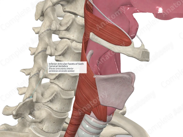 Inferior Articular Facets of Sixth Cervical Vertebra