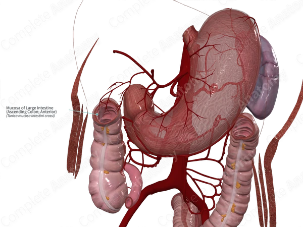Mucosa of Large Intestine (Ascending Colon; Anterior)