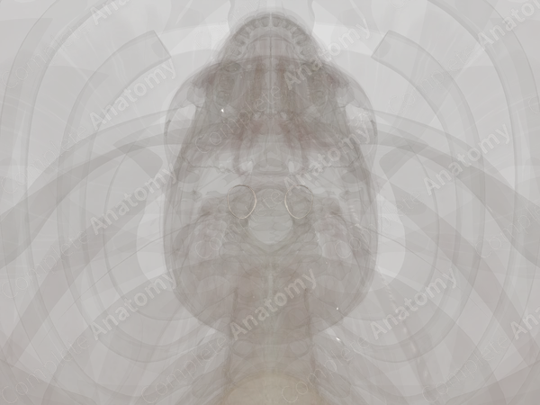 Lateral Atlantoaxial Joint
