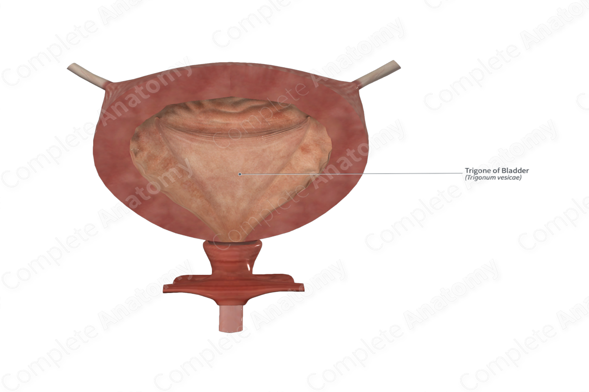 Trigone of Bladder Complete Anatomy