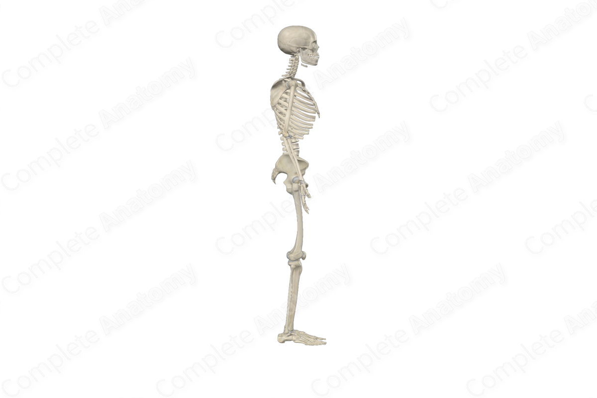 Complete Anatomy Biology Diagrams