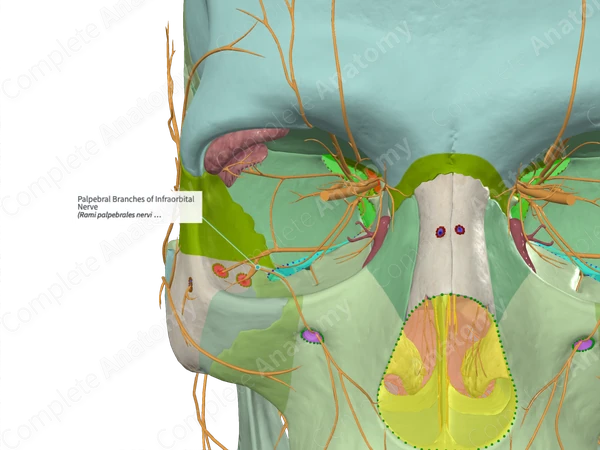Palpebral Branches of Infraorbital Nerve 