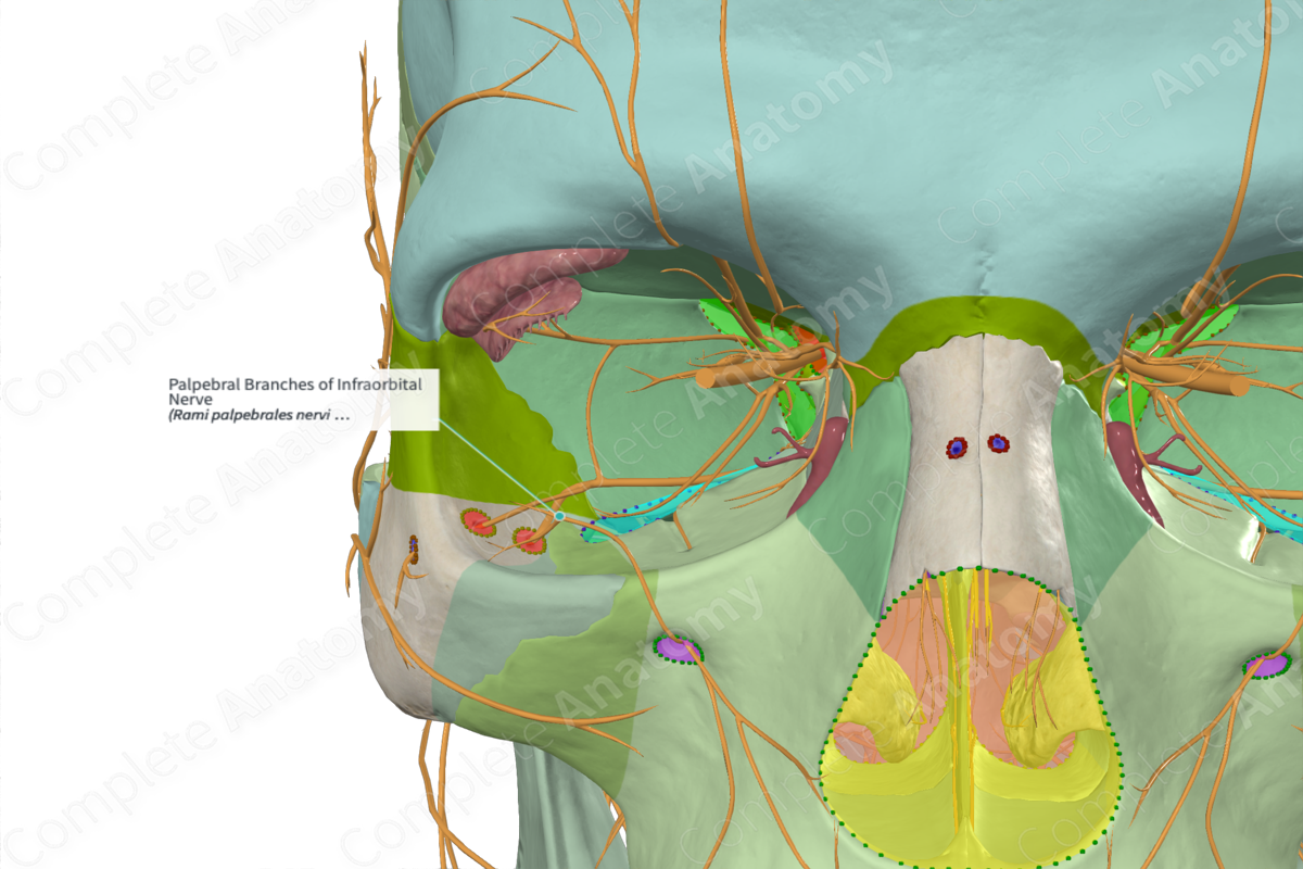 Palpebral Branches of Infraorbital Nerve 