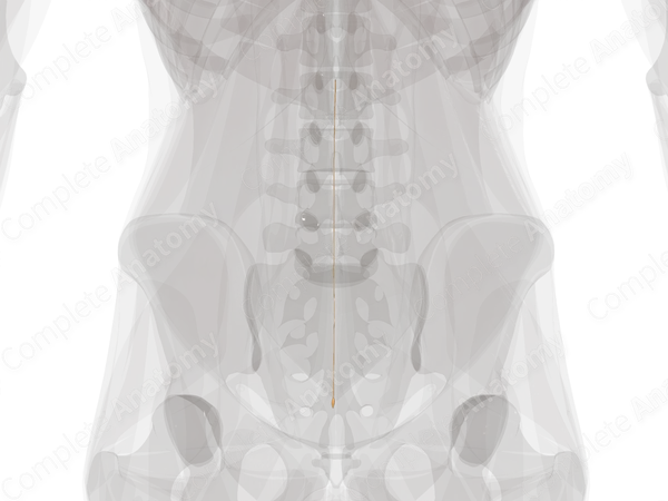 Coccygeal Spinal Roots & Ganglion (Left)