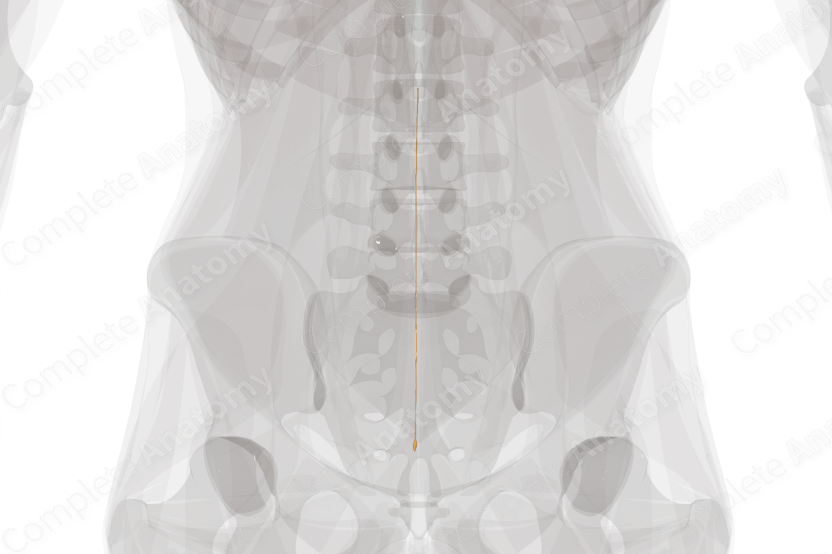 Coccygeal Spinal Roots & Ganglion (Left)