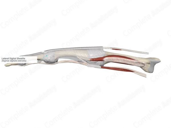 Lateral Digital Sheaths 