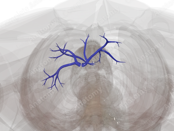 Branches of Hepatic Portal Vein