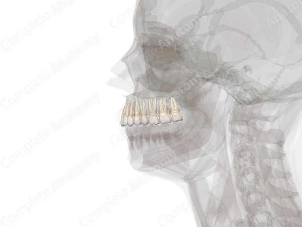 Maxillary Dental Arch