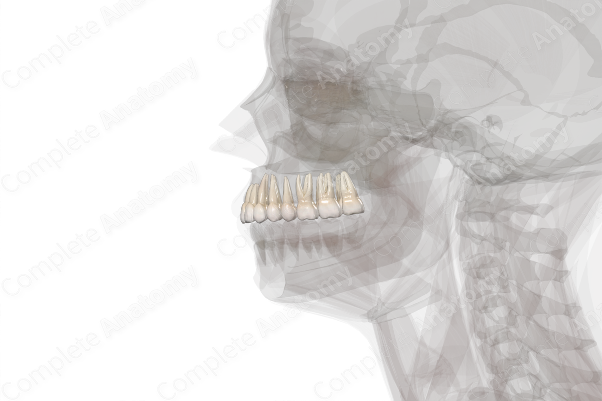 Maxillary Dental Arch