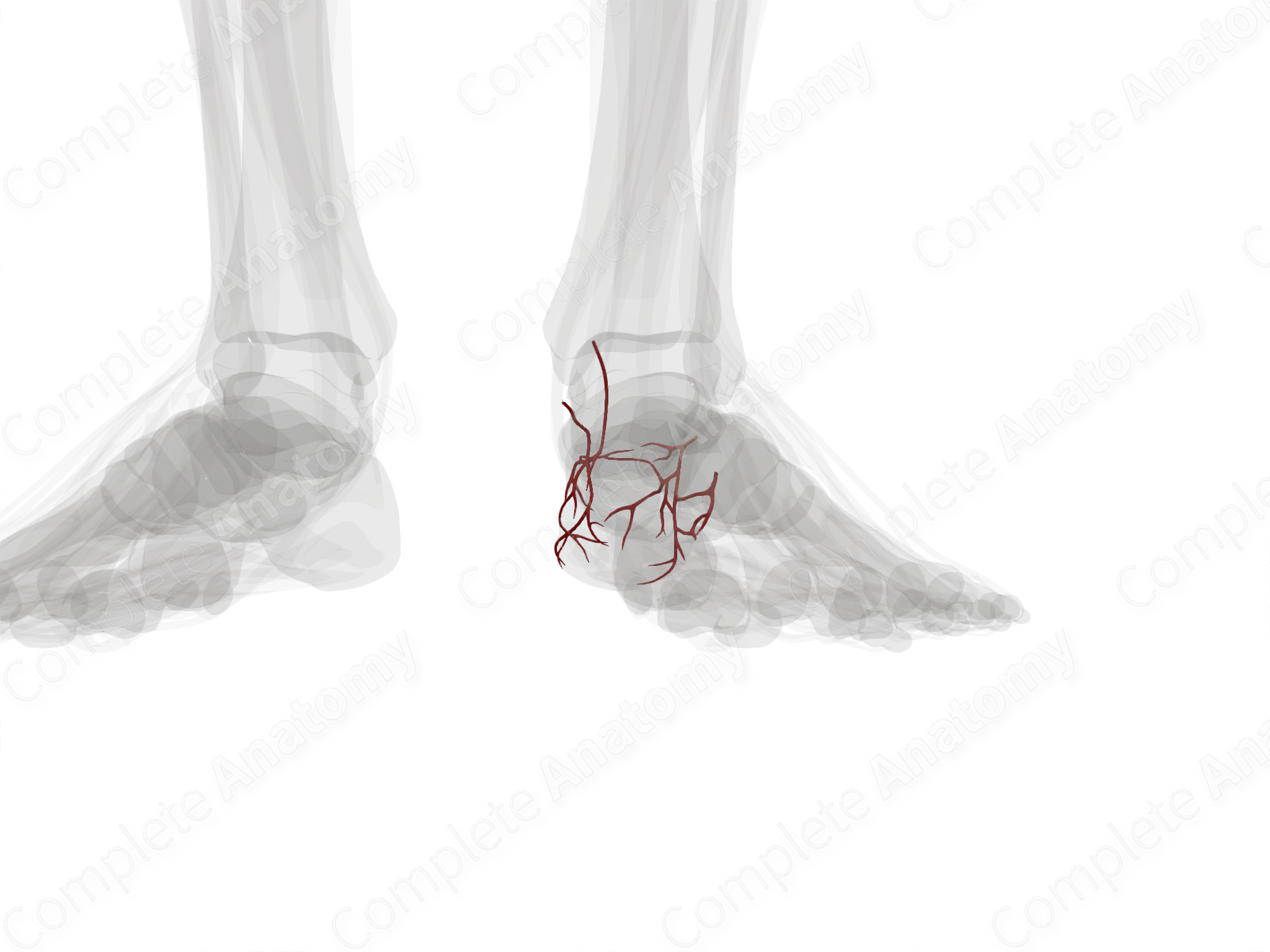 Calcaneal Anastomosis (Left) | Complete Anatomy