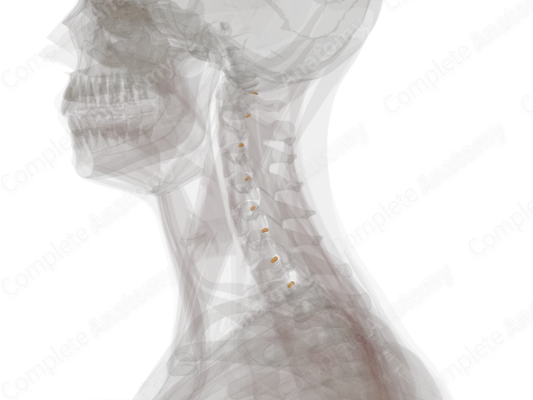 Cervical Nerves (Left)