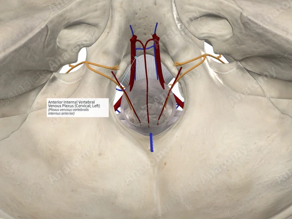 Anterior Internal Vertebral Venous Plexus (Cervical; Left)