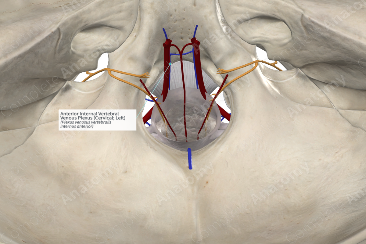 Anterior Internal Vertebral Venous Plexus (Cervical; Left)