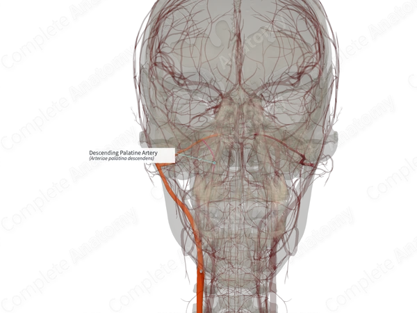 Descending Palatine Artery Right Complete Anatomy descending-palatine-artery-right-complete-anatomy